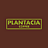 Plantacia Coffee, кофейня