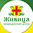 Живица