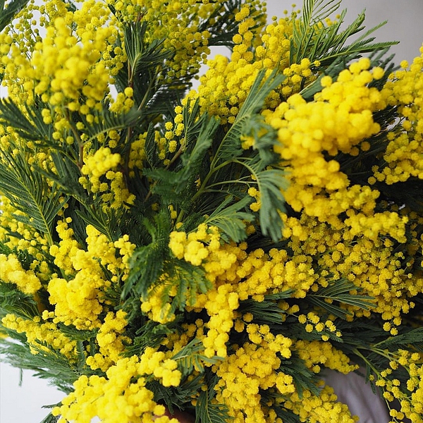 oursflower202202011229351-2.jpg